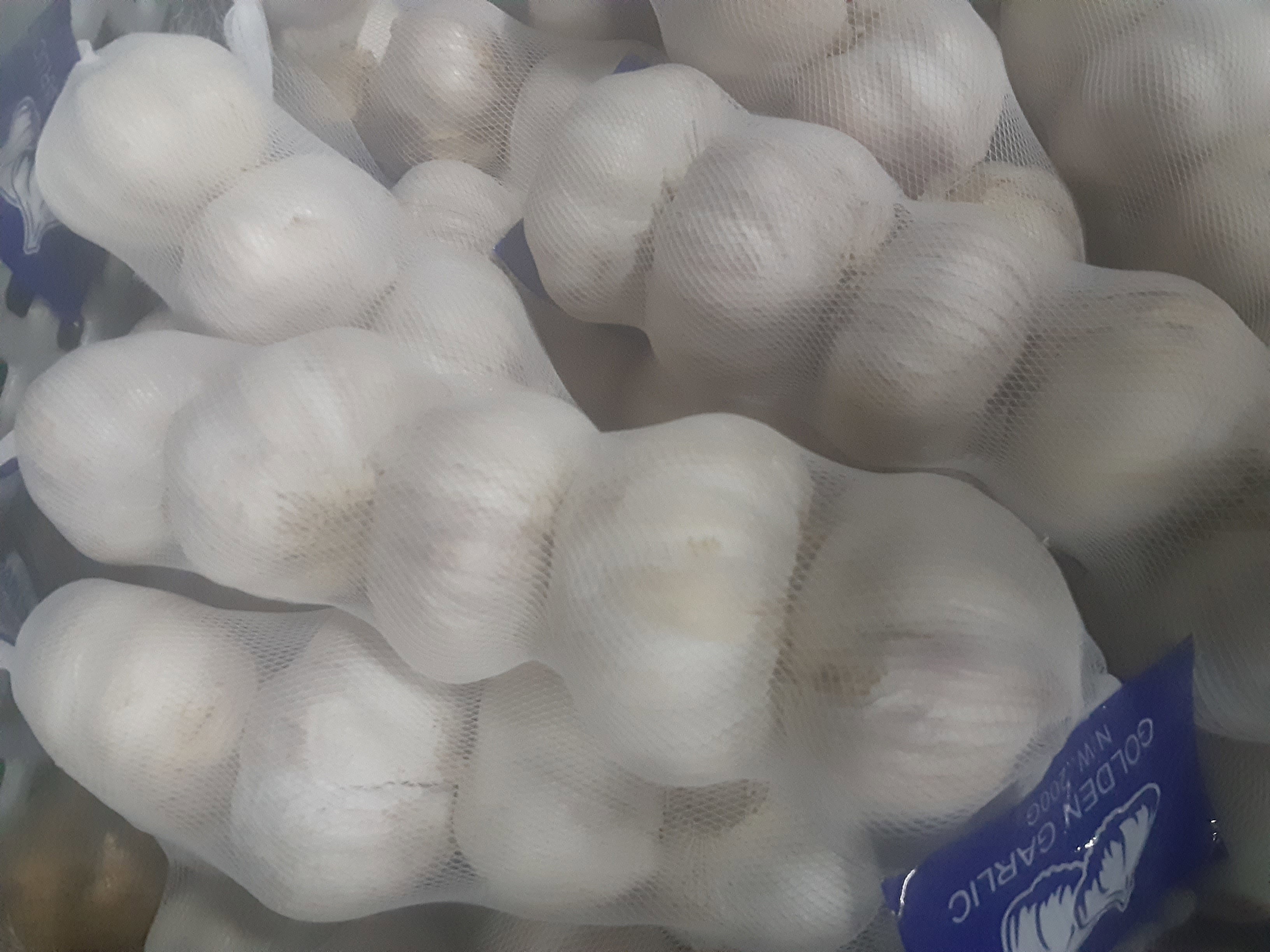 Garlic_2