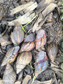 Escargots reproducteurs 