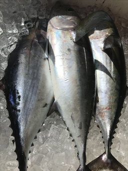 Poissonn