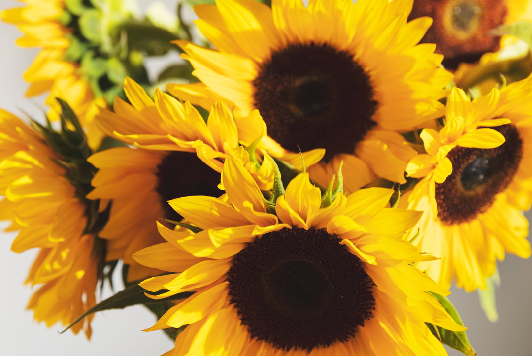 Girasol