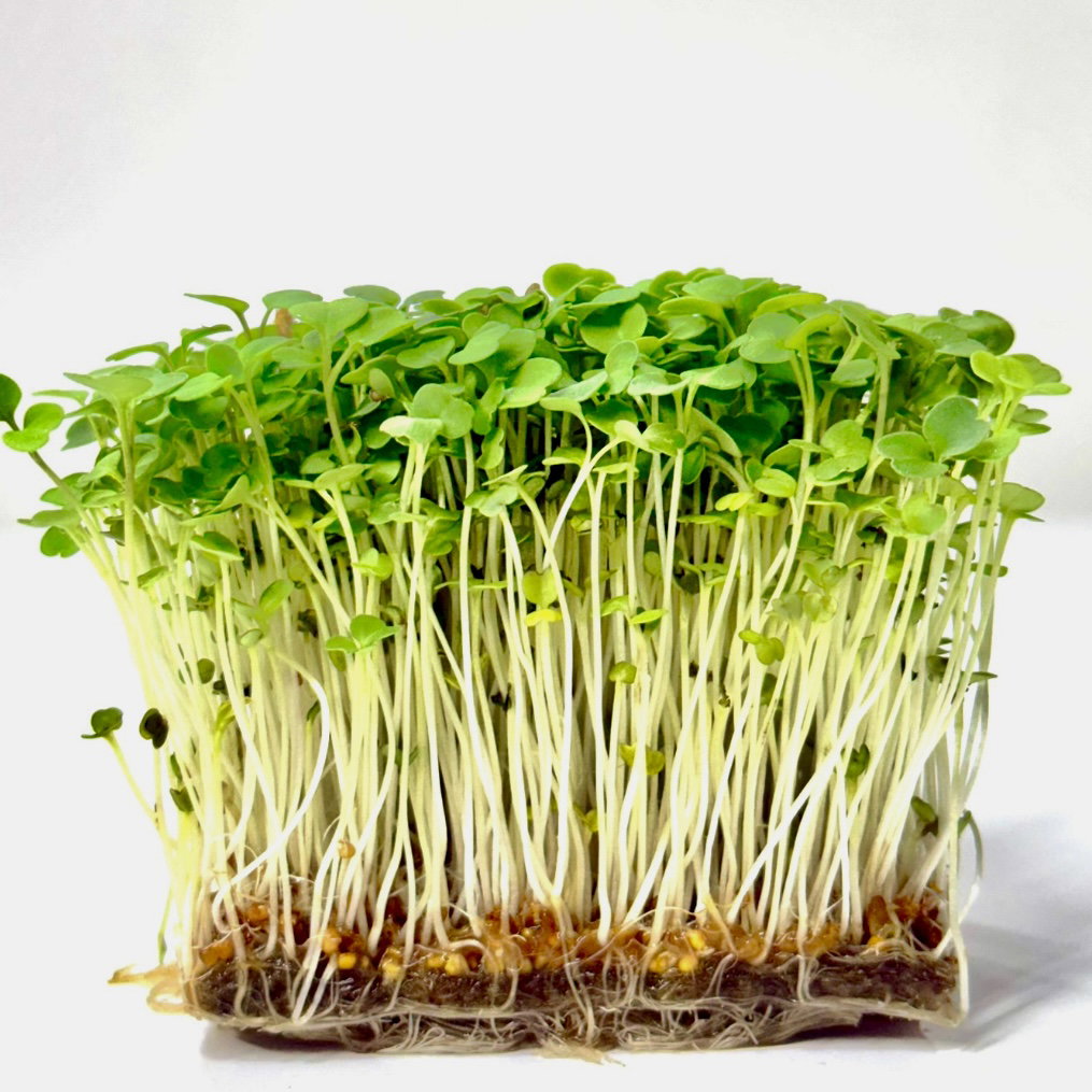 Rucola (Rocket)
