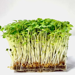 Rucola (Rocket) 