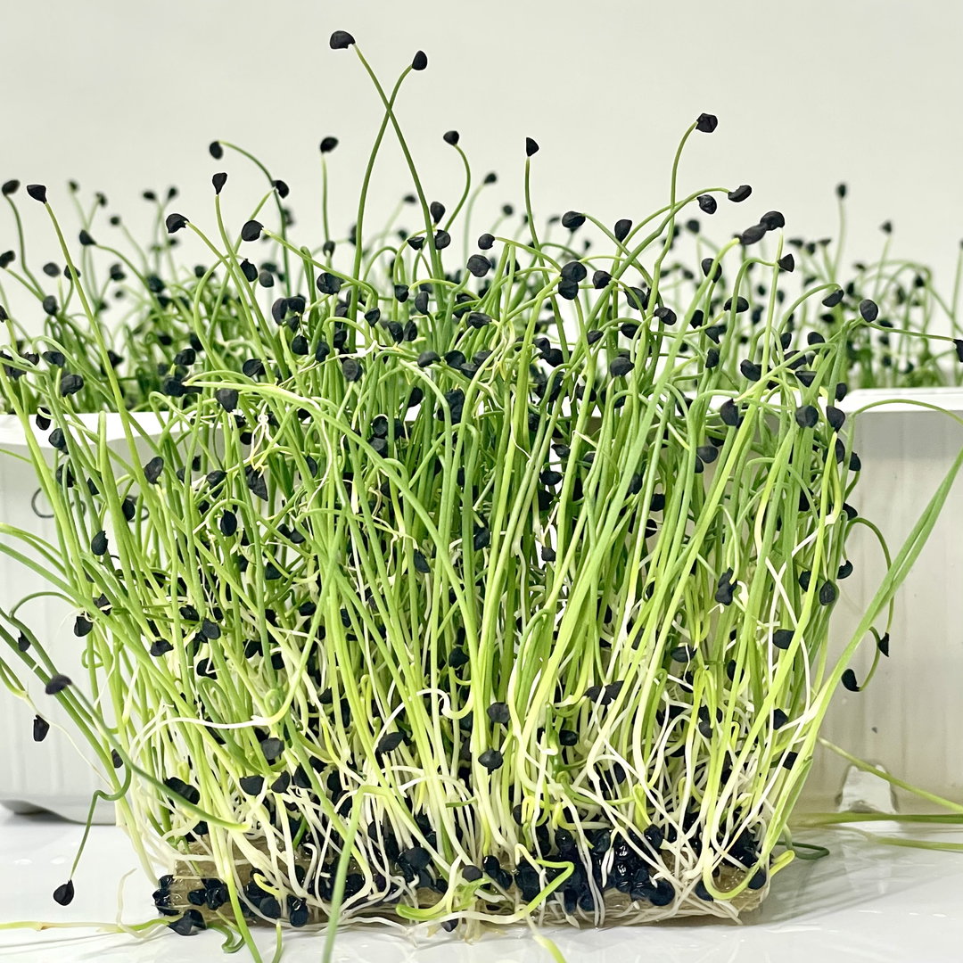 Chives (Ceapa Verde)