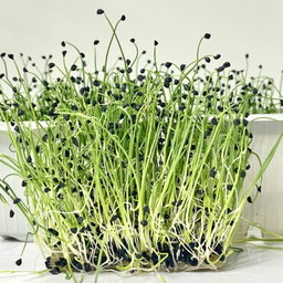 Chives (Ceapa Verde)