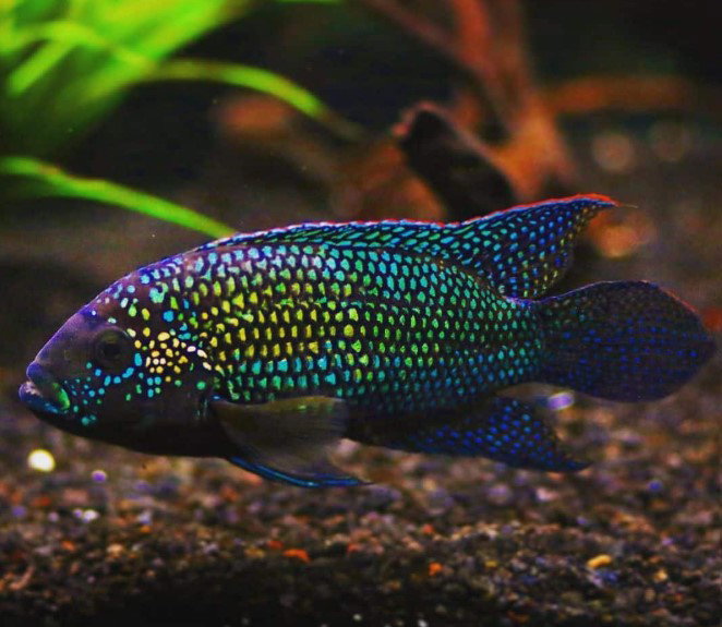 Jack Dempsey cichlid