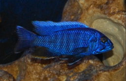 Ahli Cichlid