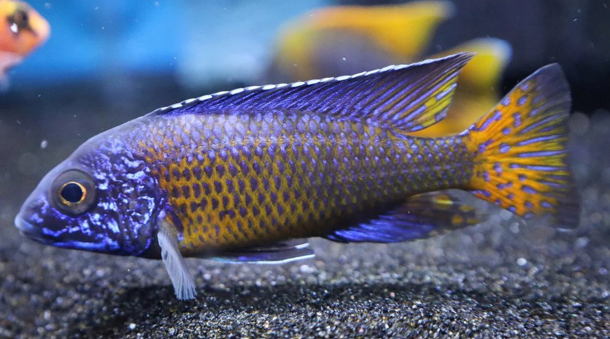 Flametail Cichlid_0