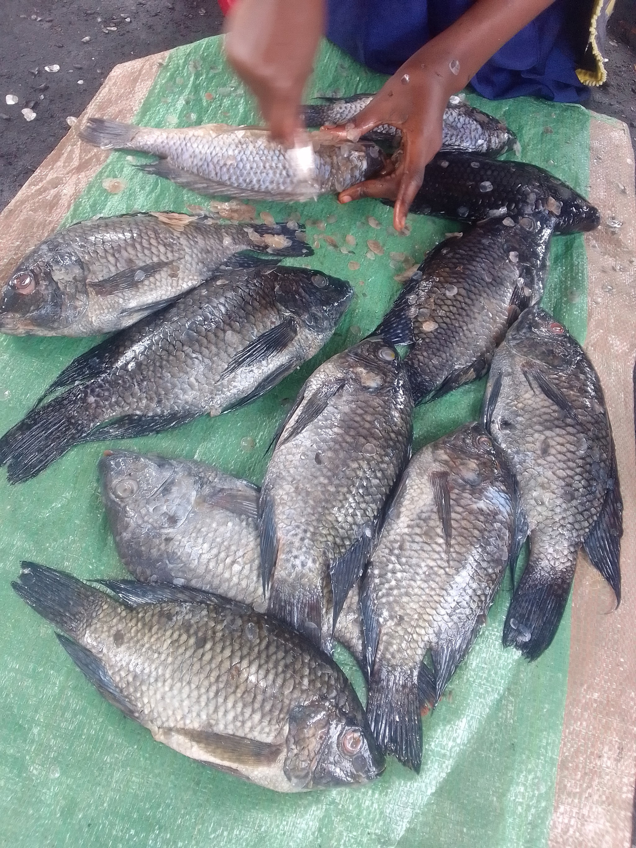 Sato watatu Wanaunda kilo moja_0