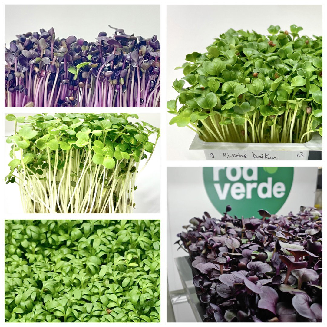 AROMix - Ridiche Purpurie, Muștar Alb, Creson, Rucola, Ridiche Daikon