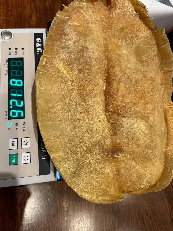 fish maw 812.6_0