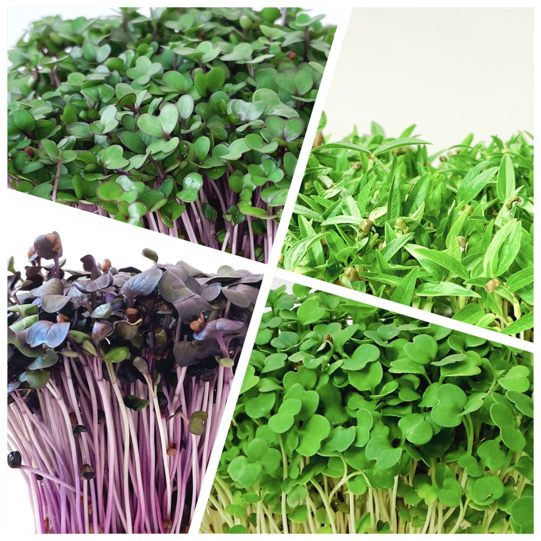 ASIAMix - Ridiche Daikon, Fasole Mung, Ridiche Purpurie, Ridiche Roșie_0