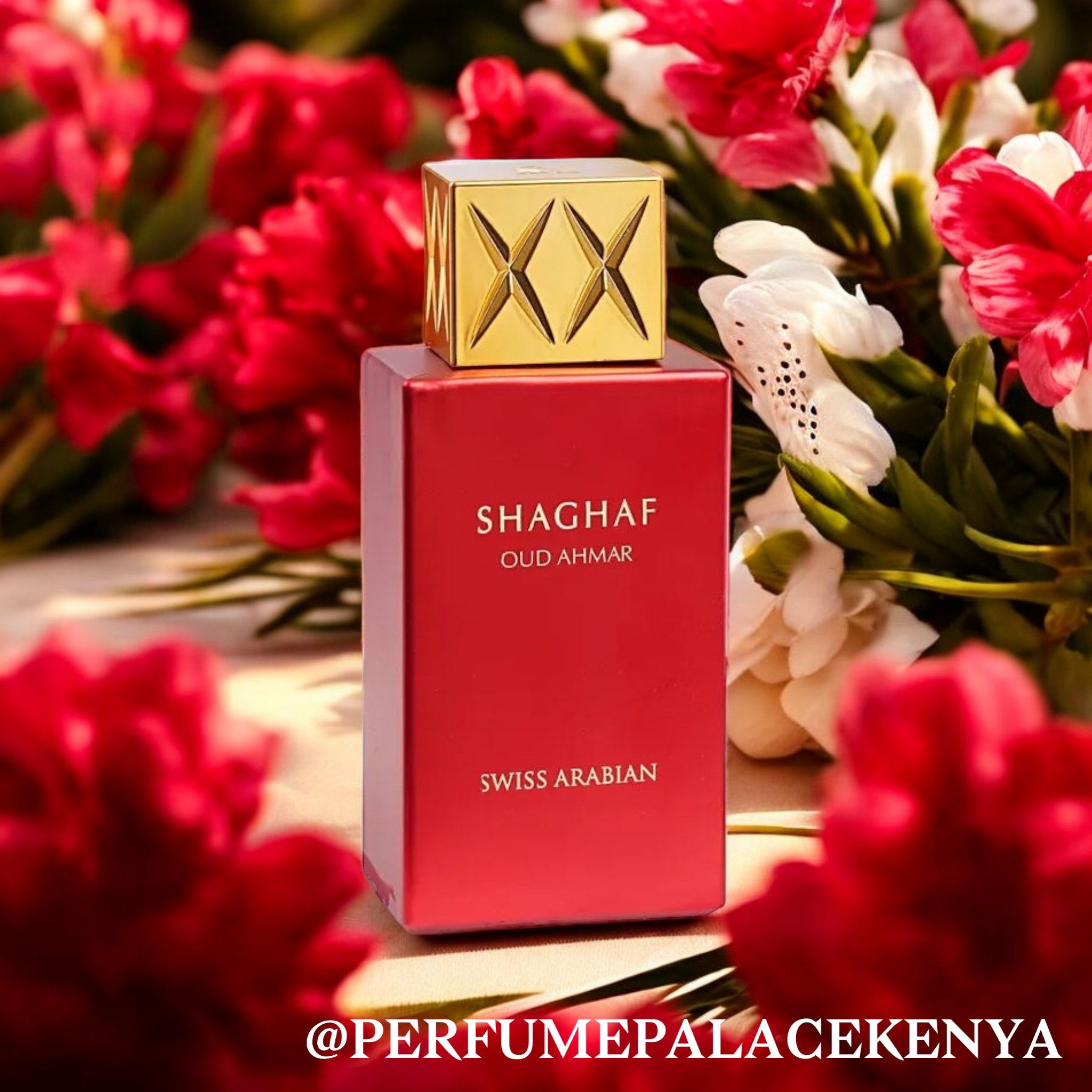 SHAGHAF OUD AHMAR_0