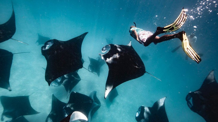 Manta Snorkeling