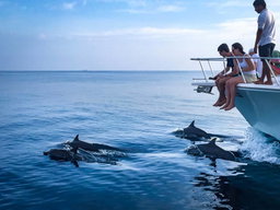 Dolphin cruise