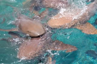 Shark feeding _0