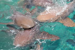 Shark feeding 
