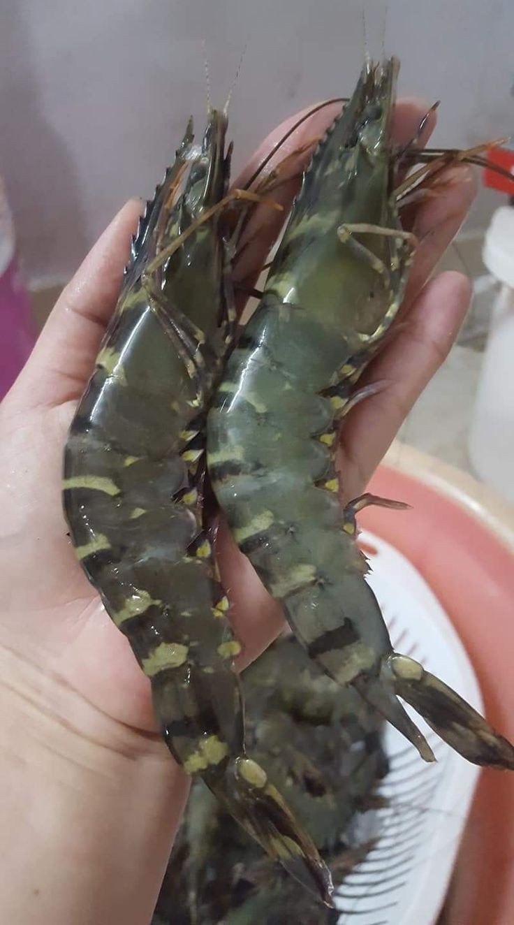 Gambas 🦐_0