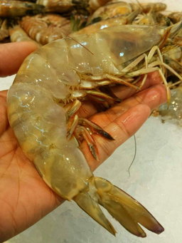 Gambas 🦐