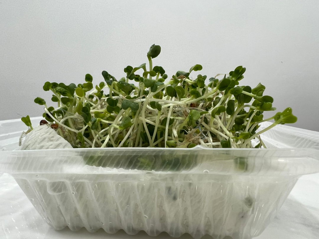 A01b. Broccoli Sprouts 西兰花芽菜 100g