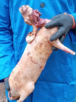 Lapin braisé (1,9kg - 2kg)