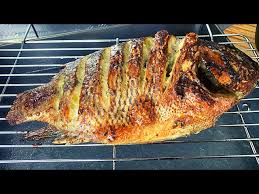 Tilapia
