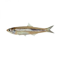Hendella (Indian Anchovy)
