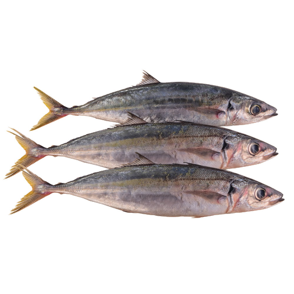 Linna (Mackerel Fish) _0