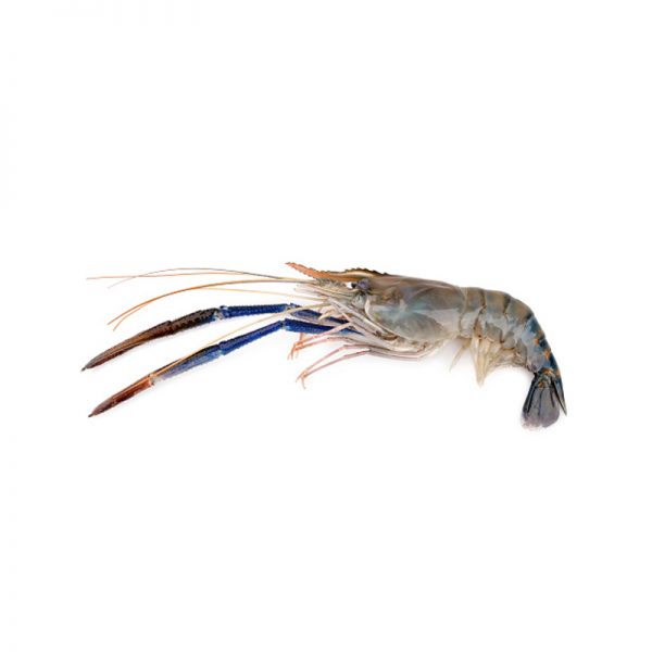 Karadu Issa (Giant River Prawn)_0