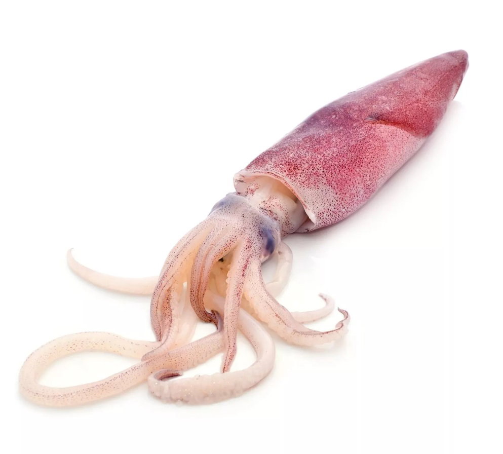 Dalla Red (Cuttle Fish - Red) _0
