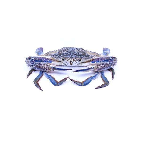 Sea Crab (M) _0