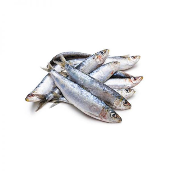 Hurullo (Trenched Sardinella)_0