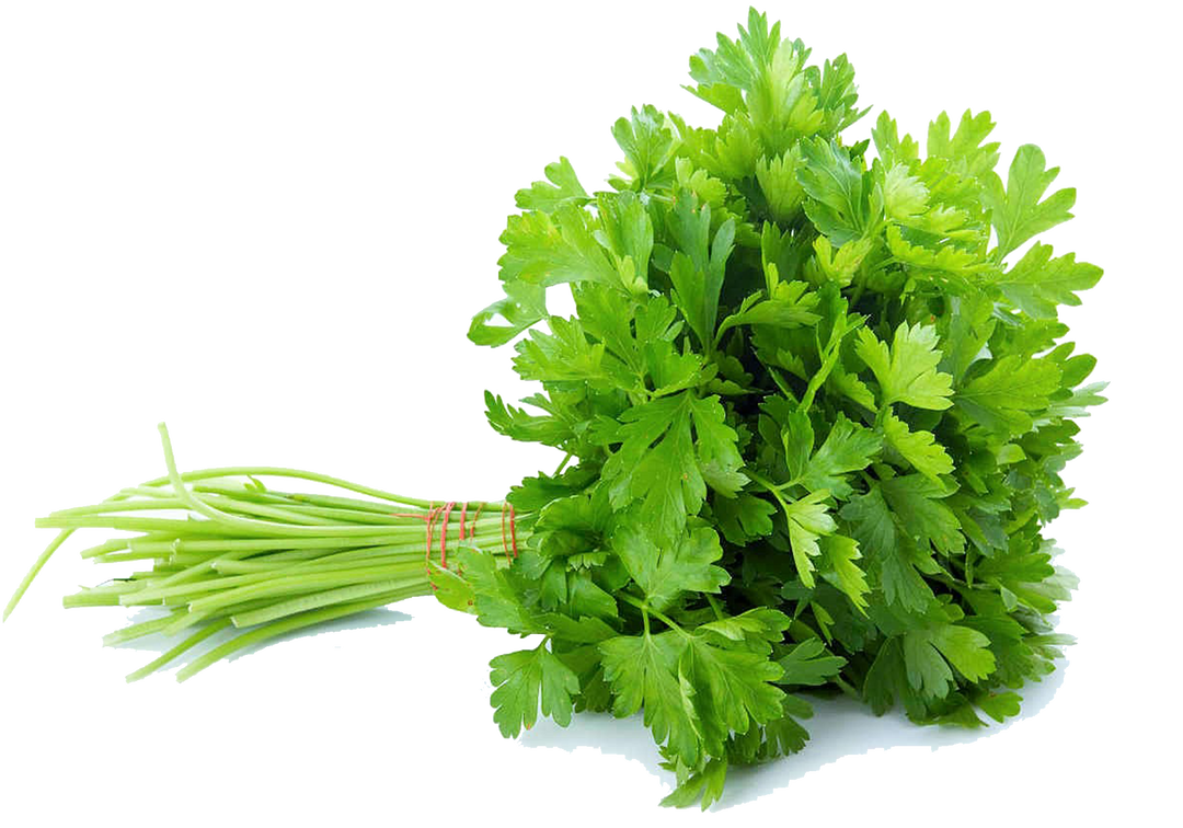 SALSA (ATADO)