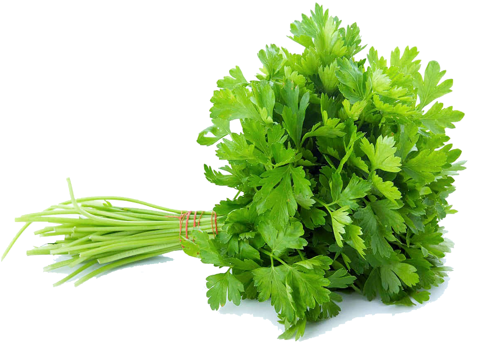 SALSA (ATADO)_0