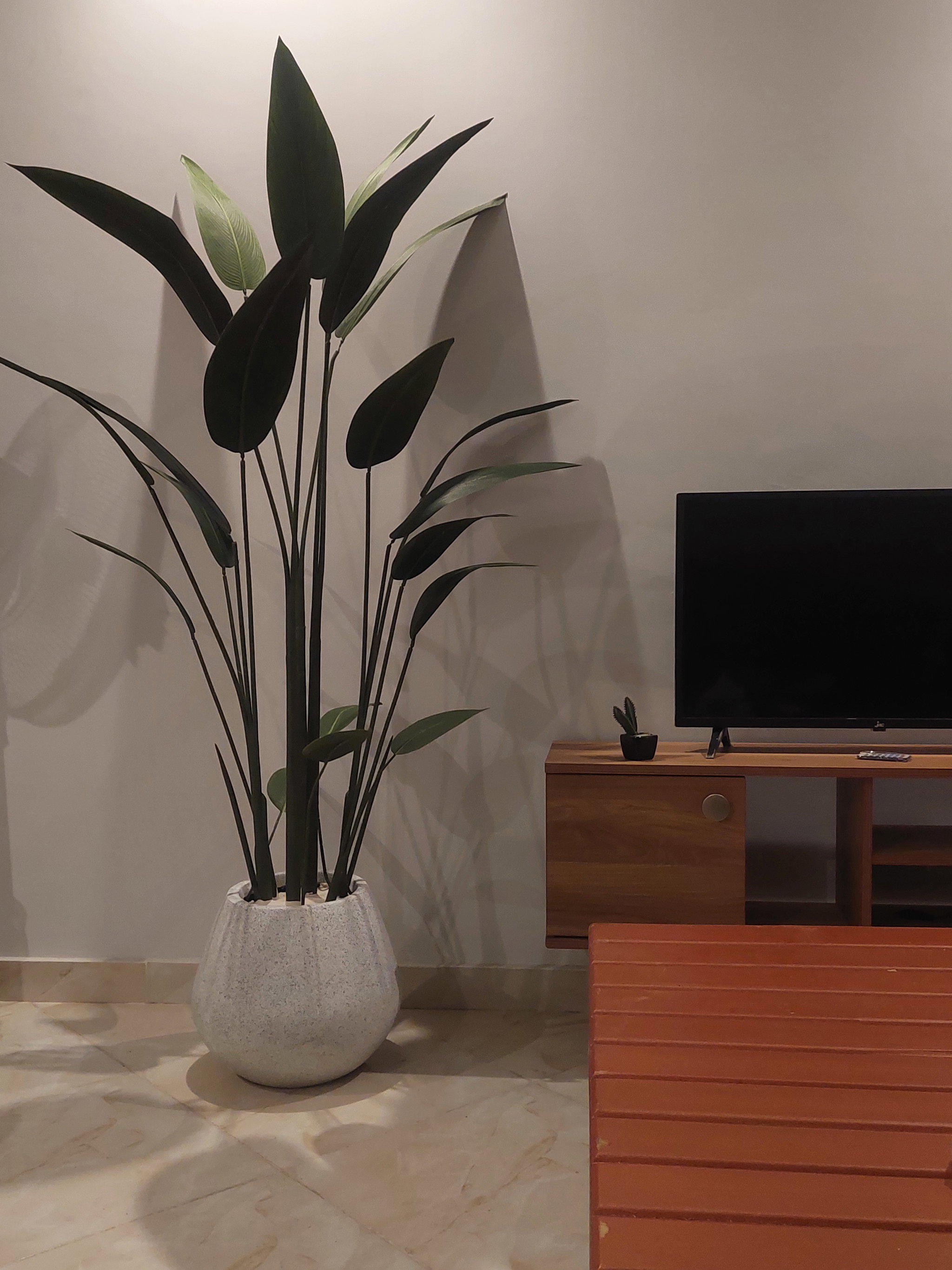 Banana tree_0