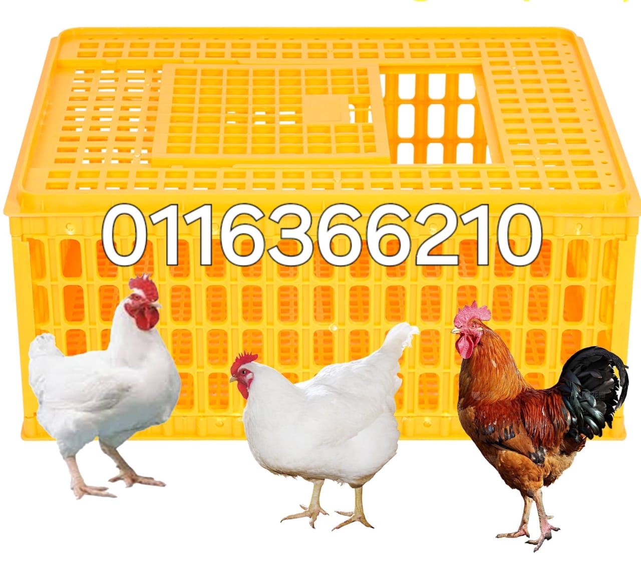 Chicken Transport Crates _0