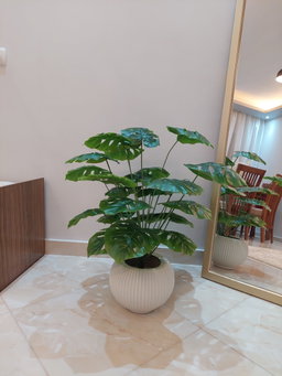 Plants 