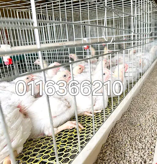 Broiler chicken cages _0