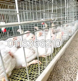 Broiler cages