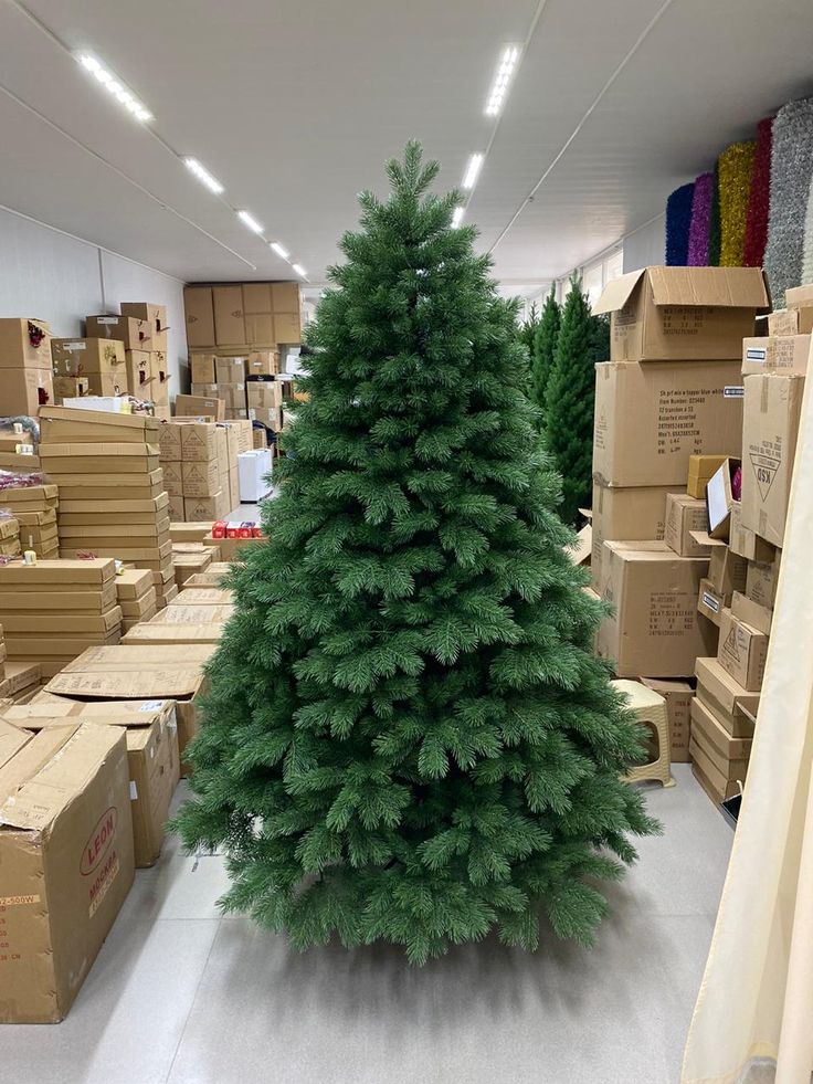 Christmas Colorado Pine Tree_1