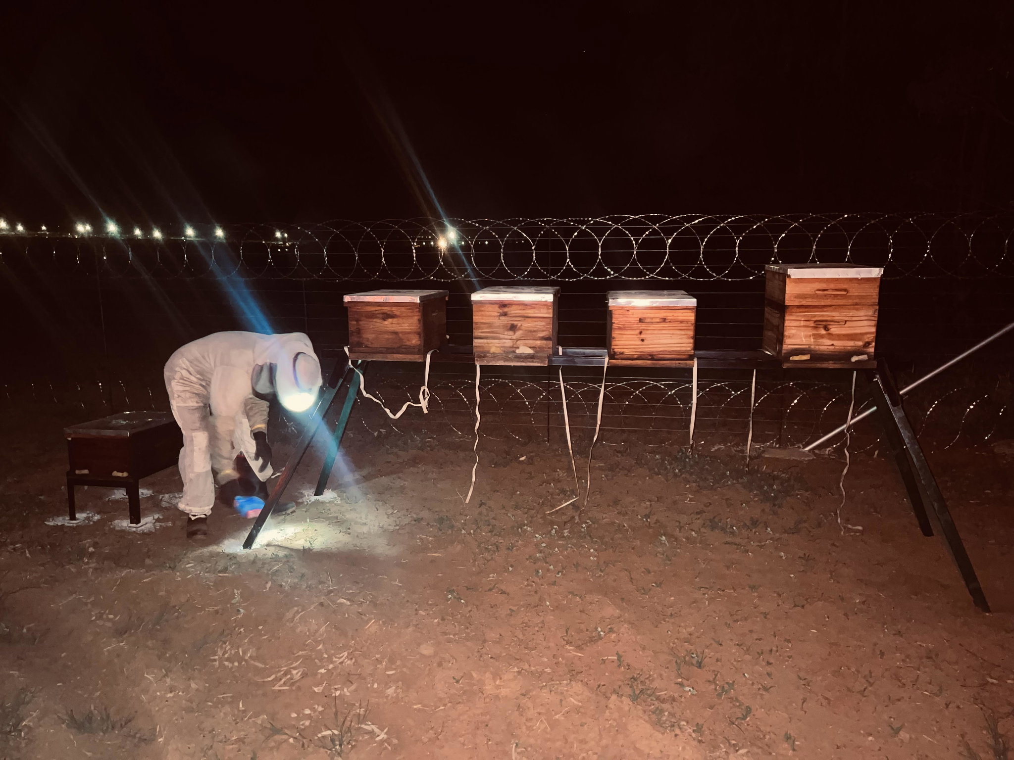 Bee Relocation_0