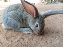 Lapereaux pour la compagnie et l'élevage 😍🤗🐰