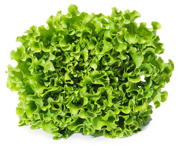 Lettuce Battavia_0
