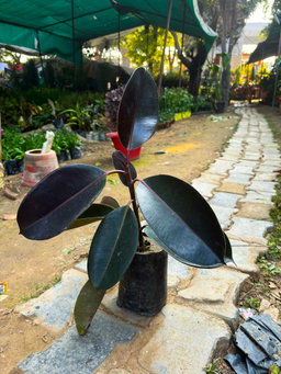 Home Plants