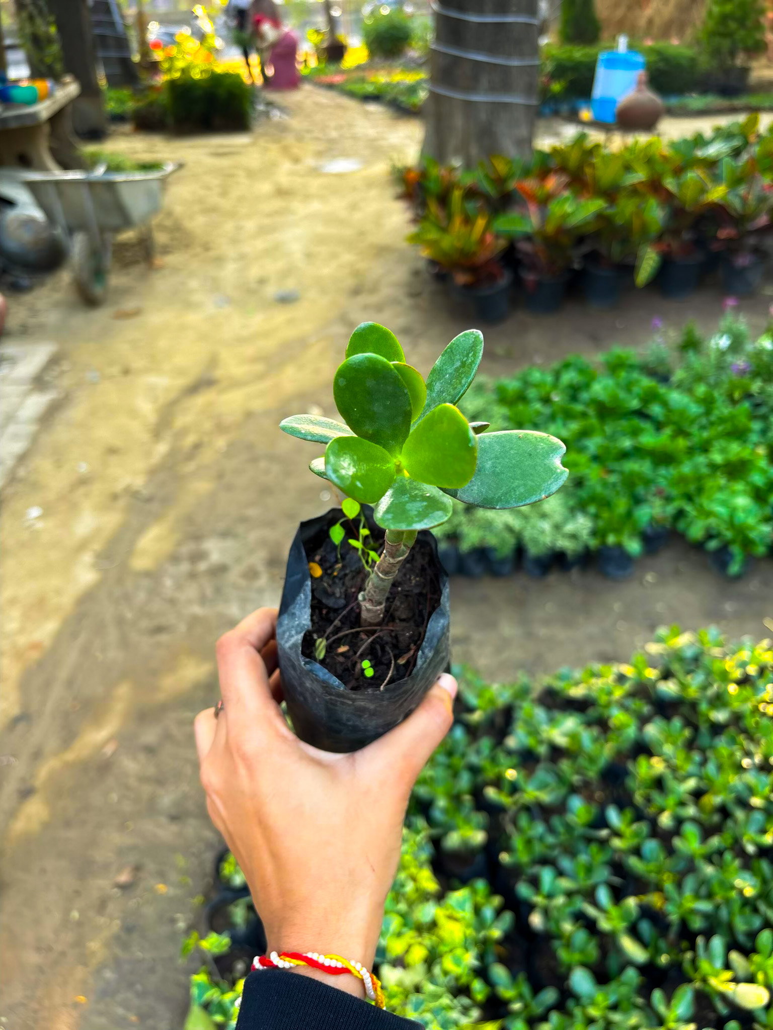 Jade Plant_0