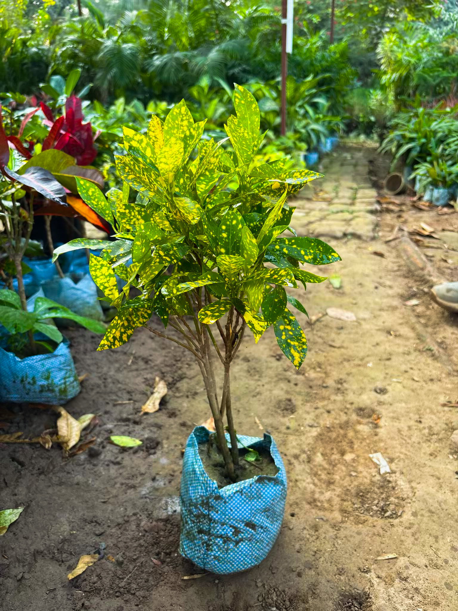 Baby Croton _0