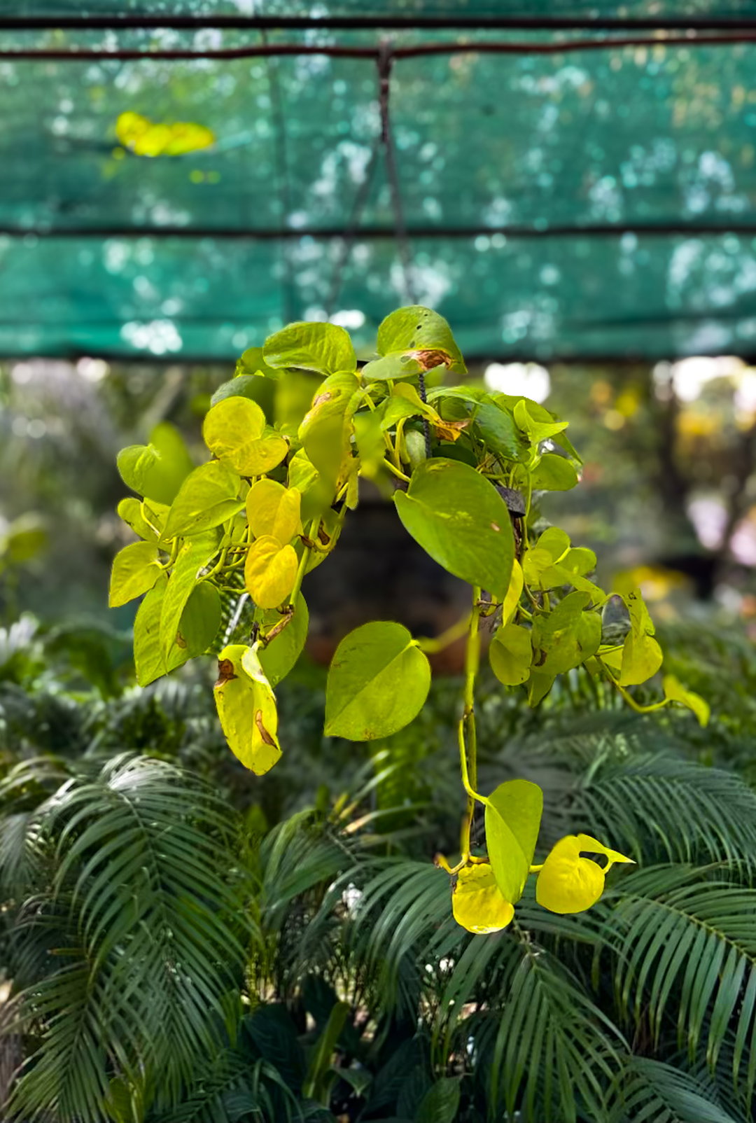 Money Plant