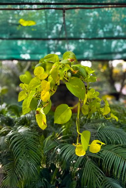 Money Plant