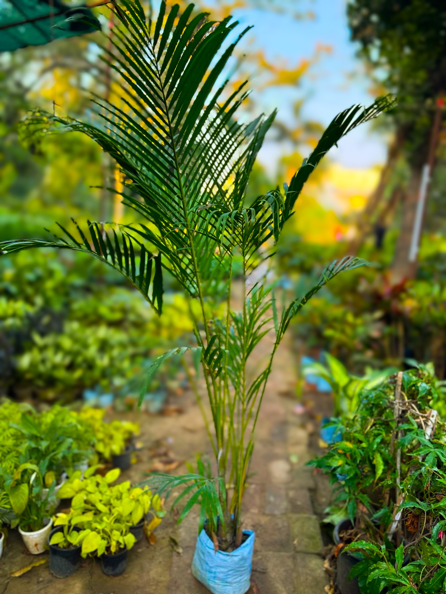 Areca Palm_0