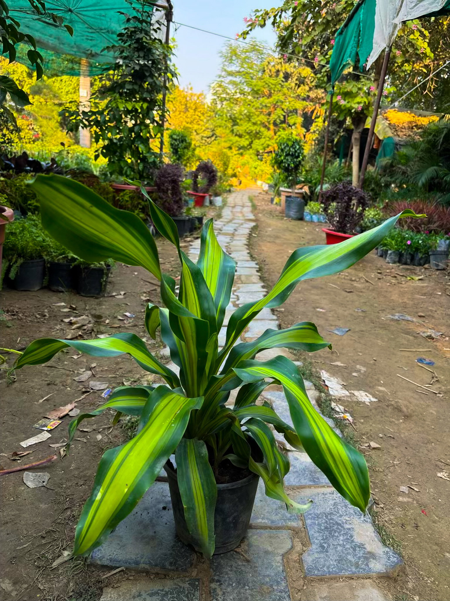 Dracaena Plant_0