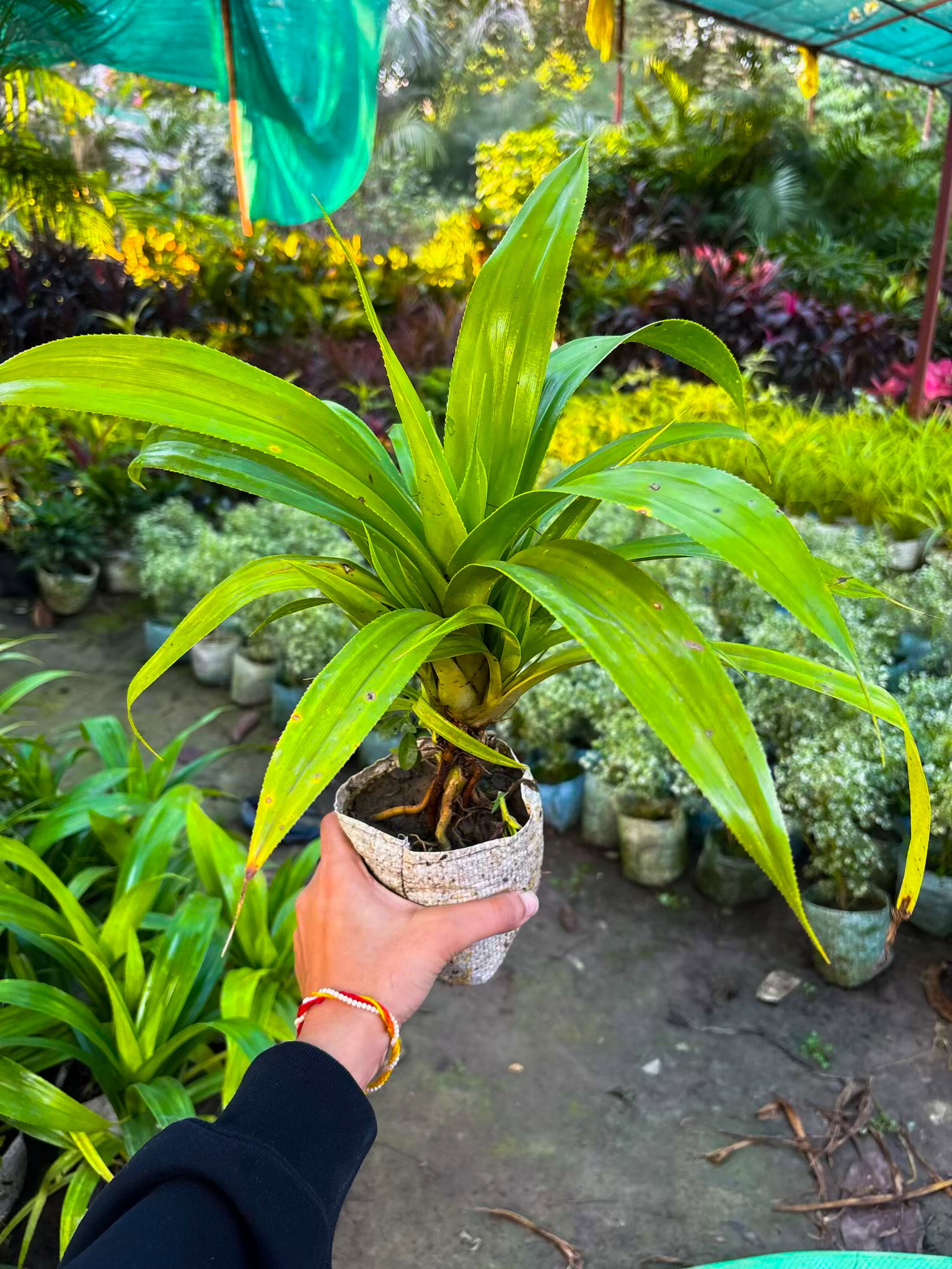 Small Dracaena plant_0